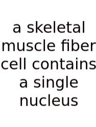A Skeletal Muscle Fiber Cell Contains A Single Nucleus