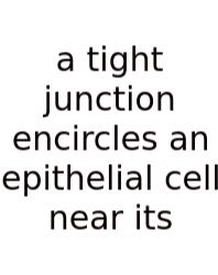 A Tight Junction Encircles An Epithelial Cell Near Its