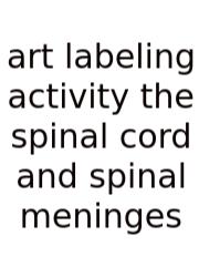 Art Labeling Activity The Spinal Cord And Spinal Meninges