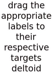 Drag The Appropriate Labels To Their Respective Targets Deltoid
