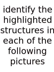 Identify The Highlighted Structures In Each Of The Following Pictures