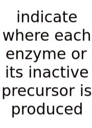 Indicate Where Each Enzyme Or Its Inactive Precursor Is Produced