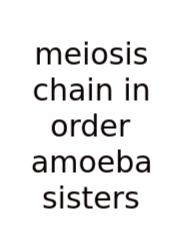 Meiosis Chain In Order Amoeba Sisters