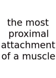 The Most Proximal Attachment Of A Muscle
