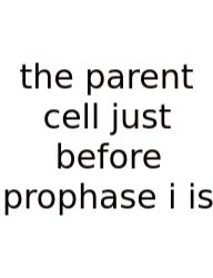 The Parent Cell Just Before Prophase I Is