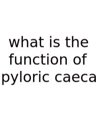 What Is The Function Of Pyloric Caeca