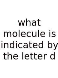 What Molecule Is Indicated By The Letter D